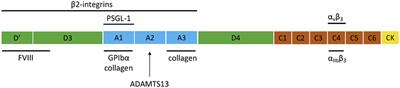 von Willebrand Factor and Platelet Glycoprotein Ib: A Thromboinflammatory Axis in Stroke